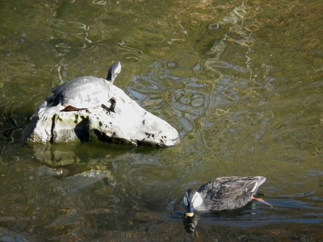 岩の上にはカメさんも日光浴中です（笑）