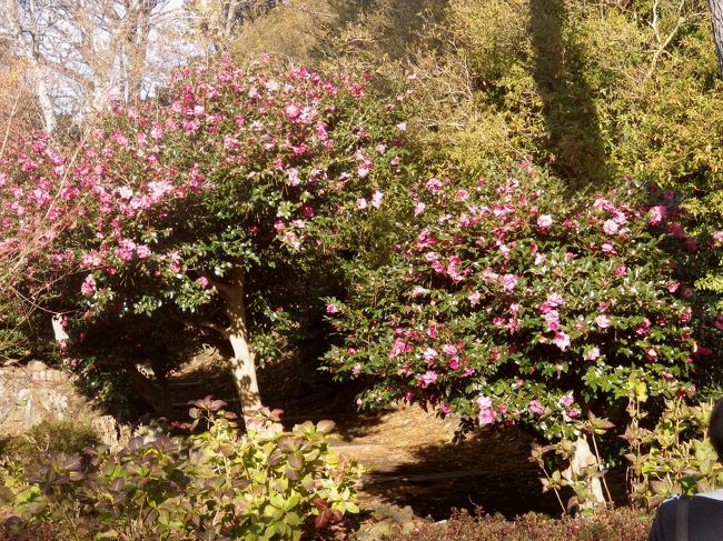 築山の方にはサザンカが満開状態でした。<br /><br />やはりサザンカとツバキ、かなり花期が違うようです。<br /><br />南からの日の光に輝いています。