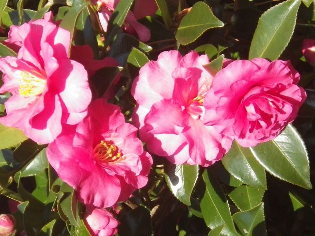 ひしめき合って開花しています。