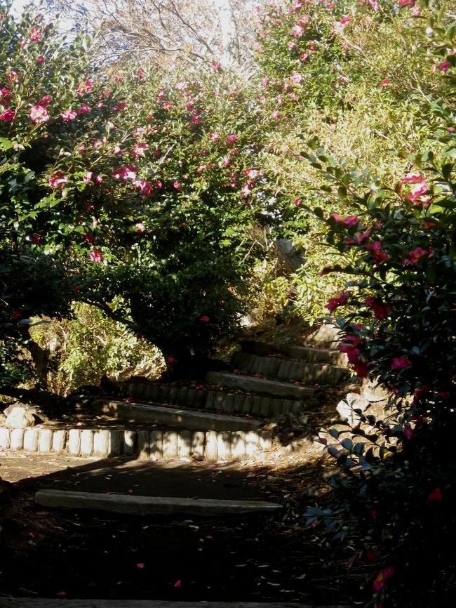 サザンカのトンネルをくぐって裏手に回ります。