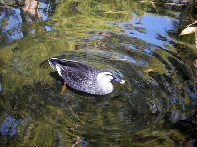 とても暖かで静かな小室山周辺でした。<br /><br />この小室山、富士山を小さくした、というよりも大室山を小さくしたような形です。<br />つまり単独で小高いお椀型の形状です。<br /><br />大室山はスコリア丘と呼ばれ、その成因は主に玄武岩、安山岩の溶岩にって形成されるそうで、規模は小さいそうですが、この小室山はどうでしょうか？<br /><br />実は小室山も大室山と同様なスコリア丘という火山です。<br /><br />基本的にマグマが上昇してきてできる岩の塊で、墳石丘とも呼ばれますが、日本名の方が名は体を表しているかもしれません。<br /><br />ただし、小室山は大室山よりもずっと先輩です。<br /><br />小室山は高さは３２１ｍで大室山の５８０ｍに比べ見劣りしますが、できたのは１５０００年前と大室山の４０００年をはるか上回ります。<br /><br />ですからこのカワイイ丸山は実に縄文、弥生の頃から富士山と張り合っていたわけです。<br /><br /><br /><br />小室山公園に別れを告げて城ヶ崎海岸へと車を走らせます。