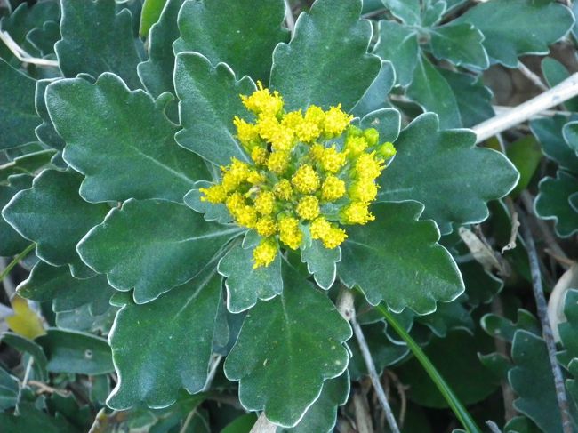 こんな崖にも花が！