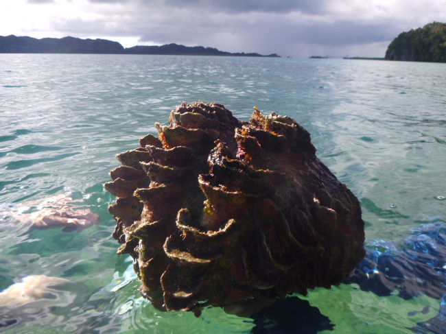 （スノーケリング）<br />やはり大型台風の影響で、水は濁り、サンゴに砂が被り、魚が激減…。<br />でもガイドさんが一生懸命に、ナマコ、巨大シャコ貝（顔より大きくて重かった）、サンゴを採って見せてくれた。<br /><br />「楽しかったー！」