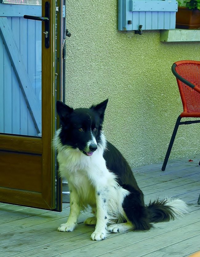 　コル・ド・メンテ<br /><br />　峠のレストランにいたワンちゃんです。<br /><br />　雑種だと思うけど、メインはスコットランドの「ボーダーズ・コリー」のようですね、フランスの旅でも、とてもよく見かけます、人懐っこい犬種です。<br /><br />　レストランは「Hotel」兼業になってます。