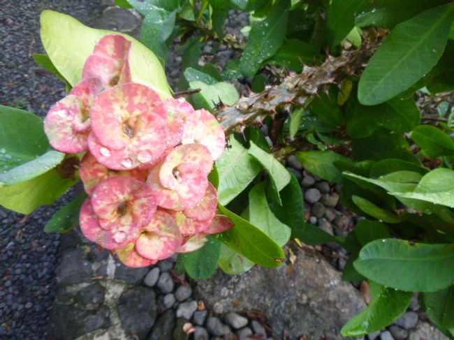 散歩中、沢山の花を見つけた。<br />肉肉しい花。