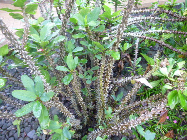 この花には、トゲがびっしり！