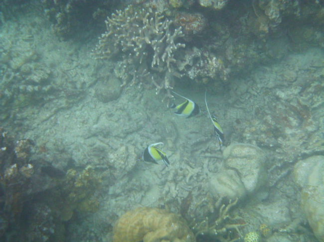 １１時頃、ホテルのビーチでスノーケリング。<br />台風の影響は大きく、水は濁り、サンゴには砂、魚は激減という感じだった。