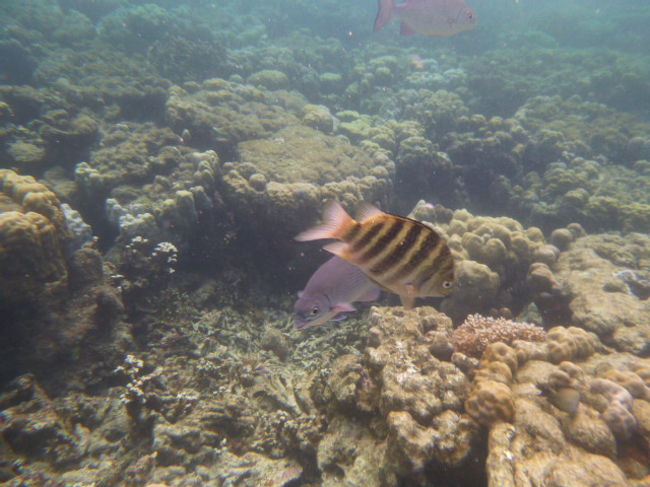 海の中の状況は芳しくなかったが、目の前に広がる海中の世界に大興奮！！<br />スノーケルをくわえたまま、絶叫！<br />興奮して水の中で会話ができちゃう（笑）。<br /><br />「泳ぎながら、動き回る魚を撮るのって、意外と難しい。」
