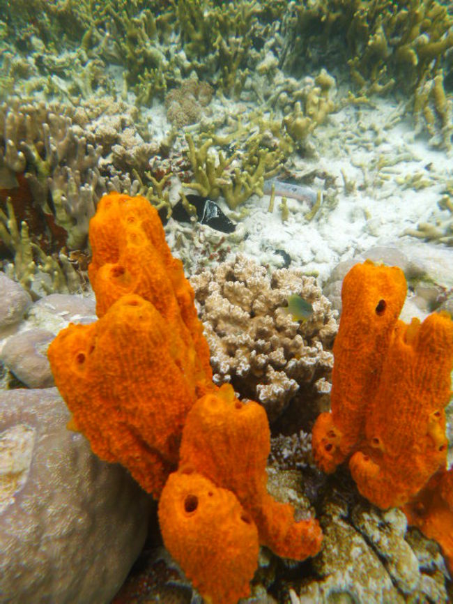 ガイドさんが海底まで何度も潜り、水中の写真を沢山撮ってくれた。<br /><br />「オレンジのサンゴ、柔らかかった。」