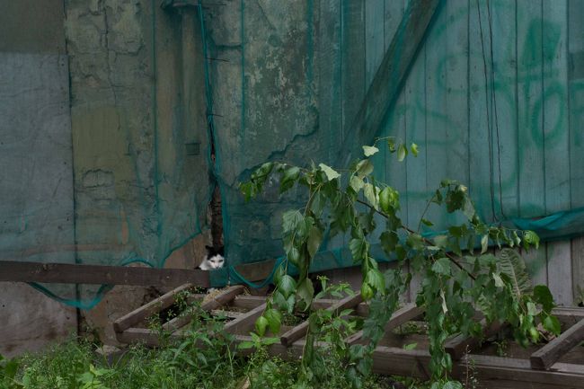 「近所でサーカスやってまっせ。」