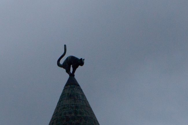 夕刻に映えるネコ。