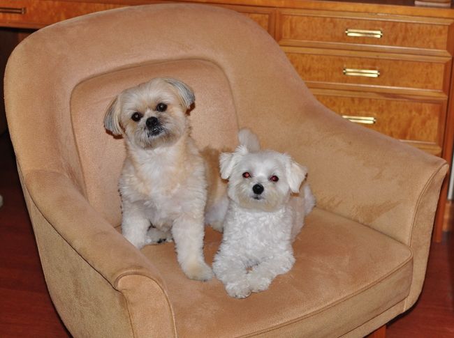 <br />②ビッキー姉さんは行ったのに私達留守番(T_T)<br /><br />　次回は連れってて、ちょーだい。<br /><br />　訪問ありがとう。　　Air Force One