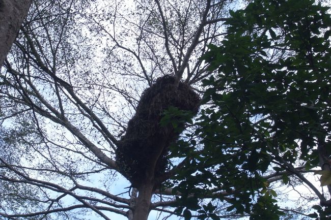 名前忘れた、鳥の巣