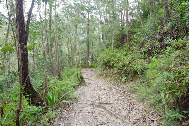 結構な山道を行く<br />カメレオン見に行くと聞いていたので、野生のカメレオン探しているのかと思ってちょっと焦った<br />