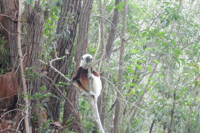 シファカ登場、ベレンティのとは違う種類