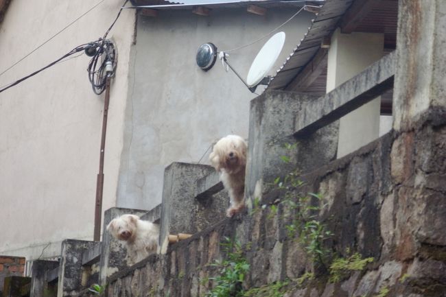 吠えまくられました