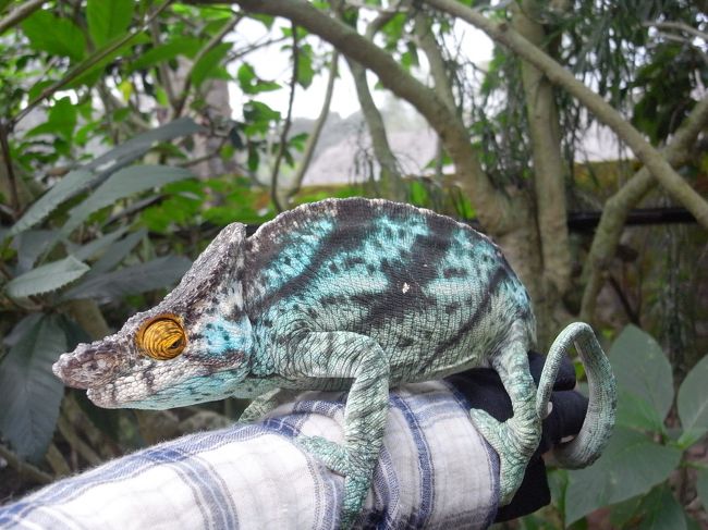 ようやくカメレオンと対面<br />これは雄、爪が当たって少し痛いです<br />