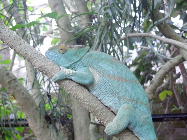 こっちが雌<br />名前は難しすぎて覚えていない<br />