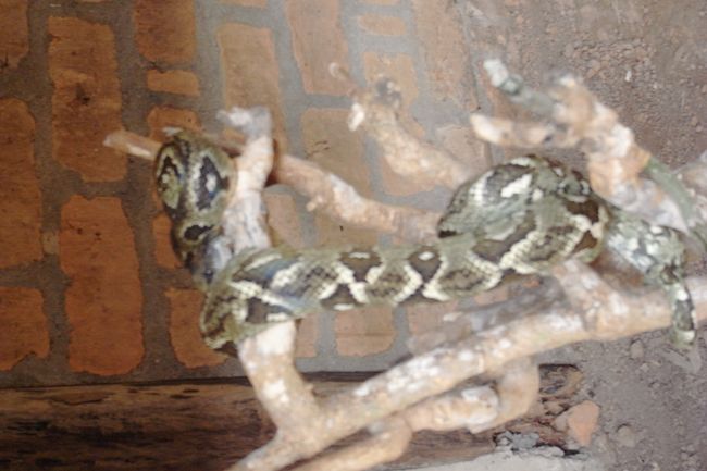 マダガスカルの毒蛇はいないとのこと