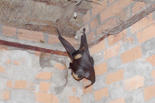 大コウモリ
