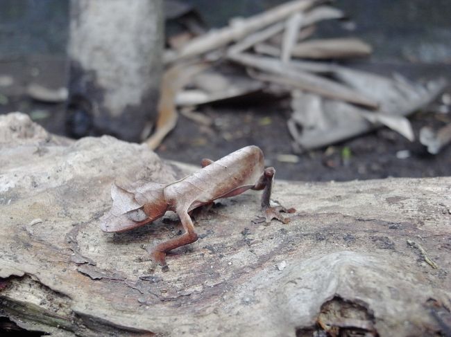マダガスカル固有のトカゲ<br />尻尾の形が変わっている<br />