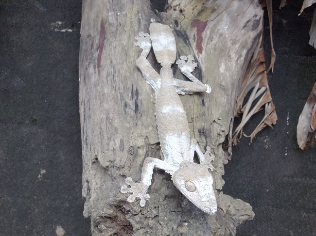 尻尾が葉っぱみたい