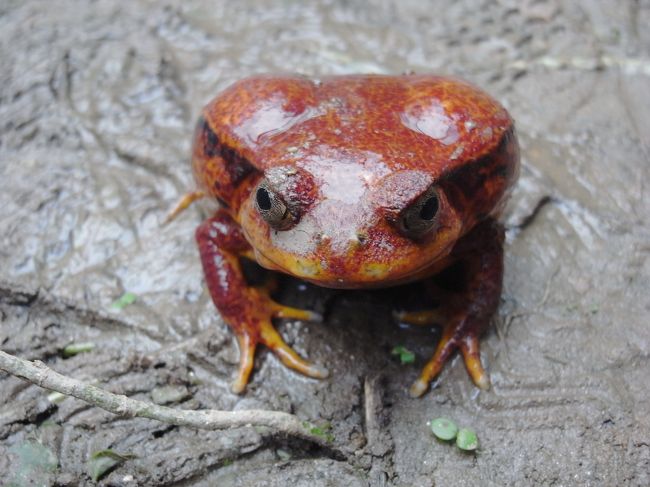 トマトカエル
