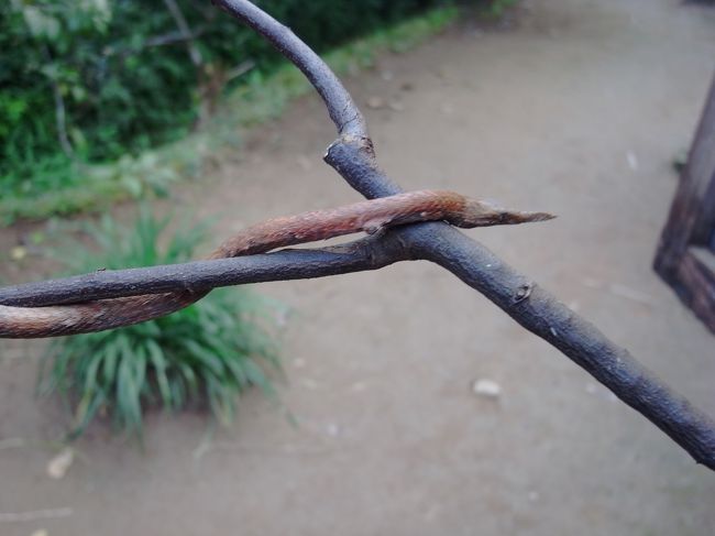 口の形が変わっている蛇