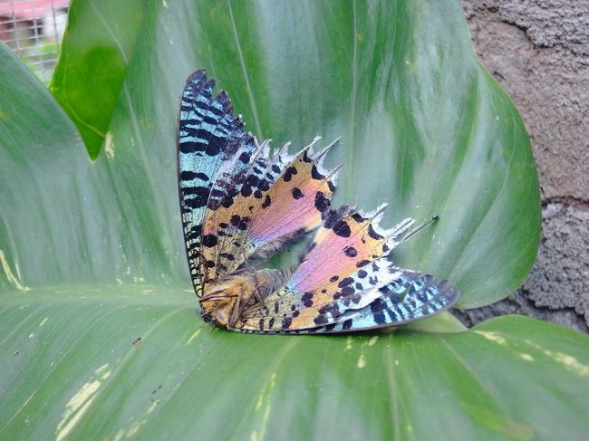 上の蝶の裏側<br />これは死んでいるんだけど<br />