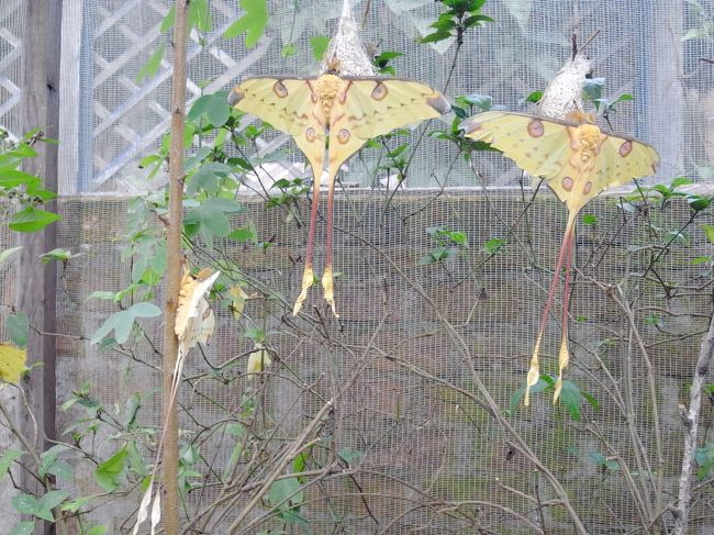 めちゃくちゃ大きい蛾