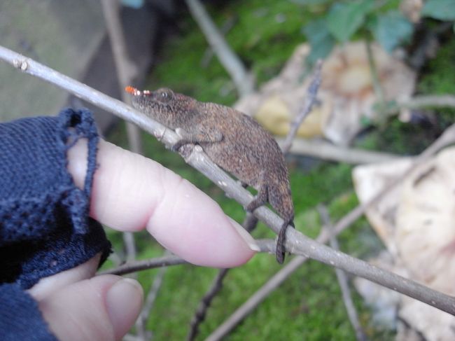 マダガスカルで最小のカメレオン