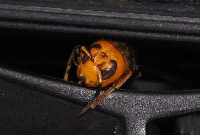 <br />な〜ぜか？？出発前にクルマのフロントに<br /><br />スズメ蜂が(^_^;)　取るにもキツク挟まってて<br /><br />取れない。本日は「ホーネット号」で出発！