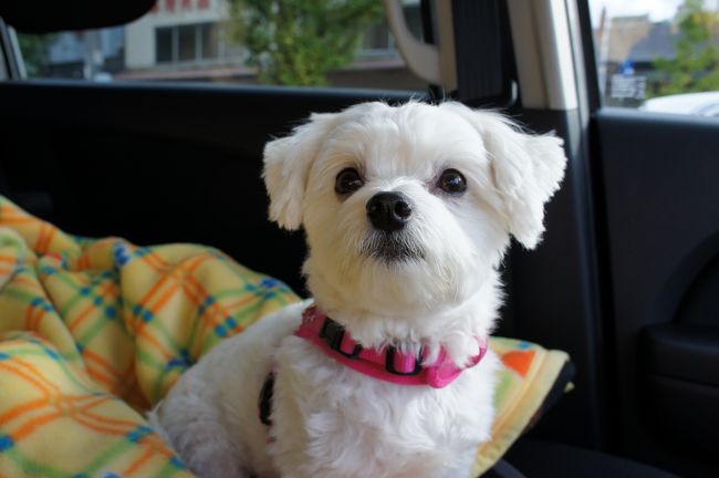 <br />不安そうな顔