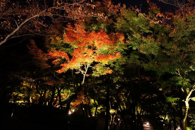 <br />Ｐモード<br /><br />ISO  800<br /><br />SS   1/4<br /><br />三脚の変わりに何かに固定して撮影