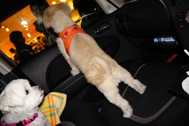 <br />さぁ、ビー・i ちゃん、帰るよぉ〜<br /><br />いつもなら奥さんが運転なんだが・・・<br /><br />ホーネット号は猛スピードで自宅に<br /><br />向かうであった。お巡りさんゴメン(笑)