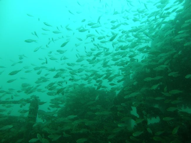 2009年8月2日(日)<br />1本目「沈船」<br />ENT8:50 EXT9:34 潜水時間44分、MAX17.6m AVE13.1m<br />オトヒメエビ、ゴンズイ、ウツボ、ネンブツダイ、イシダイ、キンメモドキ、チョウチョウウオ