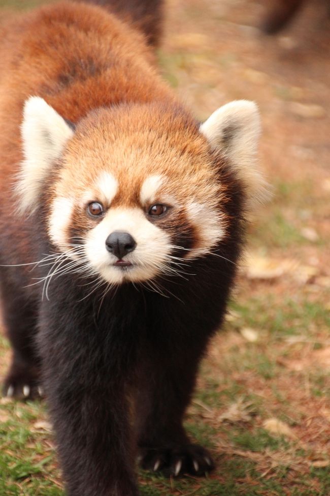 冬の東武動物公園と秋がテーマのウィンターイルミネーション（1