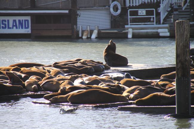 なぜか、あしかが一杯います