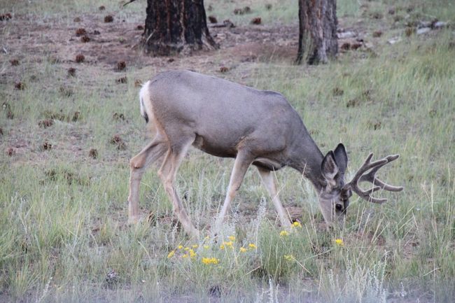 夕方になってきたところで、今回の旅で初の野生動物です