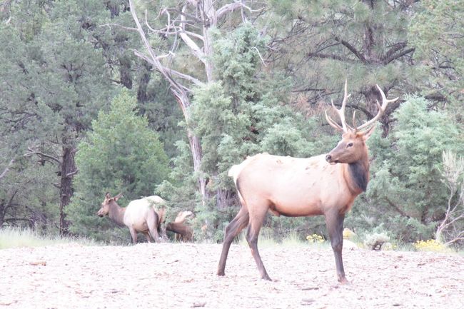 ２回目のエルク