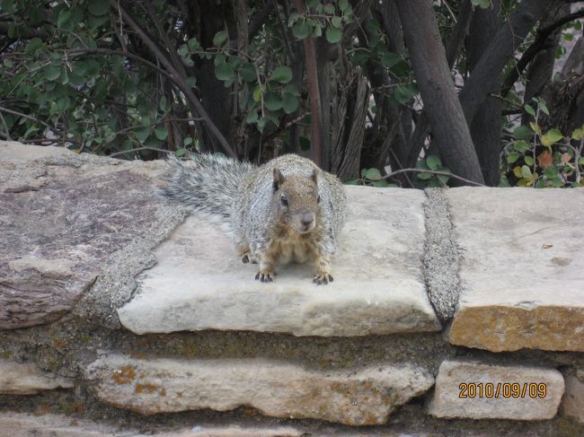 グランドキャニオンのリスは病気を持っているとのうわさがありますので、絶対さわれないこと。