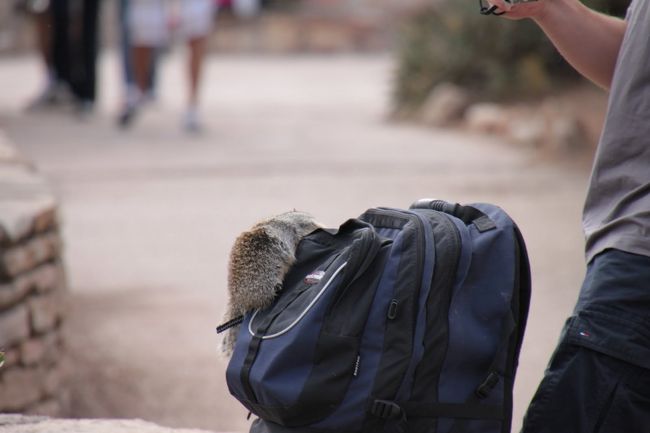 というか勝手にえさを探しにいくんですよ。