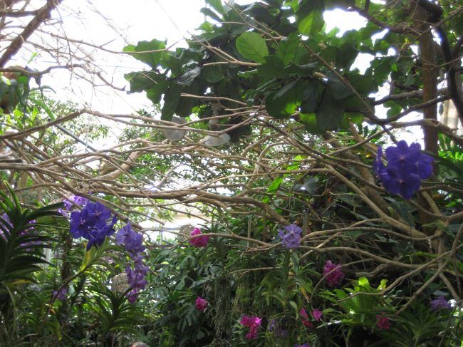 美ら海水族館の会場から少し離れるだけで、とても静かでした。めずらしいランの花がたくさん咲いていました。