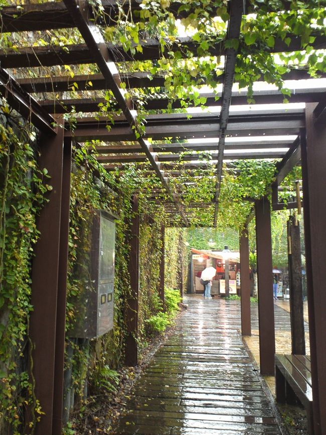 いいかんじの緑のトンネル！