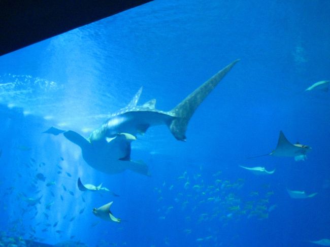 美ら海水族館。たくさんのお客さんでにぎわっていました。