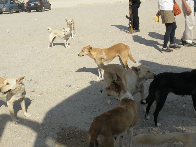 お腹をすかせたワンちゃんがい〜っぱい