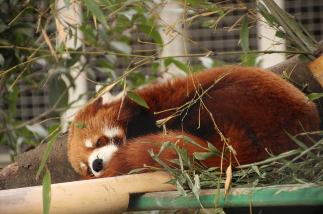 歳末レッサーパンダ詣とイルミネーション 1 羽村市動物公園 前編 レッサーパンダとフェネックやかわいい系の動物たち 福生 武蔵村山 東京 の旅行記 ブログ By まみさん フォートラベル