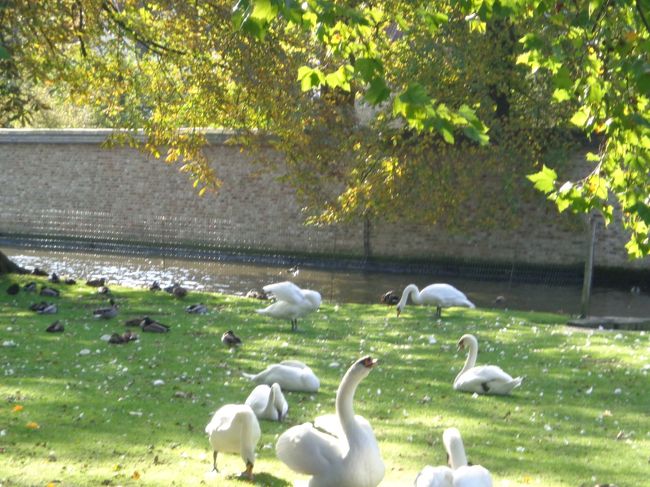 愛の湖。無警戒にくつろぐ白鳥たち。私が人間の怖さを教え込んでやろうかと思いましたが，人目があったので止めておきました。命拾いしたな！お前ら！