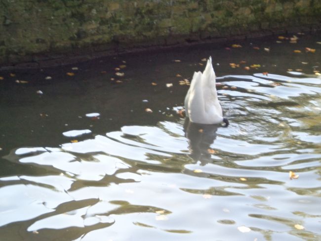 白人の女の子に指さされてまで大笑いされていた「瀕死の白鳥」ならぬ「必死の白鳥」。だってひもじいんだもん。
