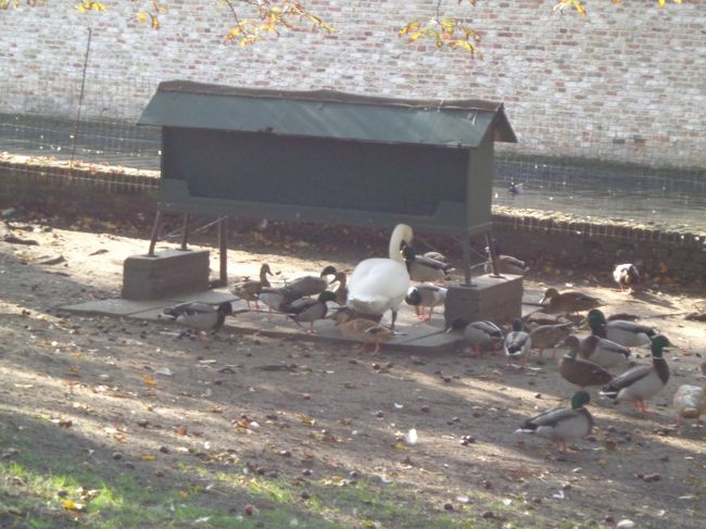 白鳥としてのプライドを捨てれば，人間の小娘から笑われる事なく食事にありつけるのに。。